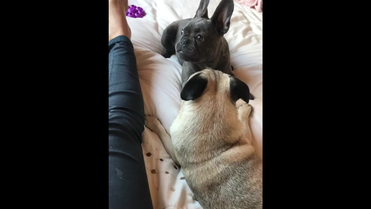 Clever Puppy tricks Pug