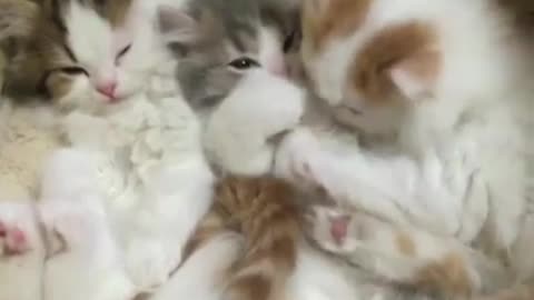 Three lively and cute kittens