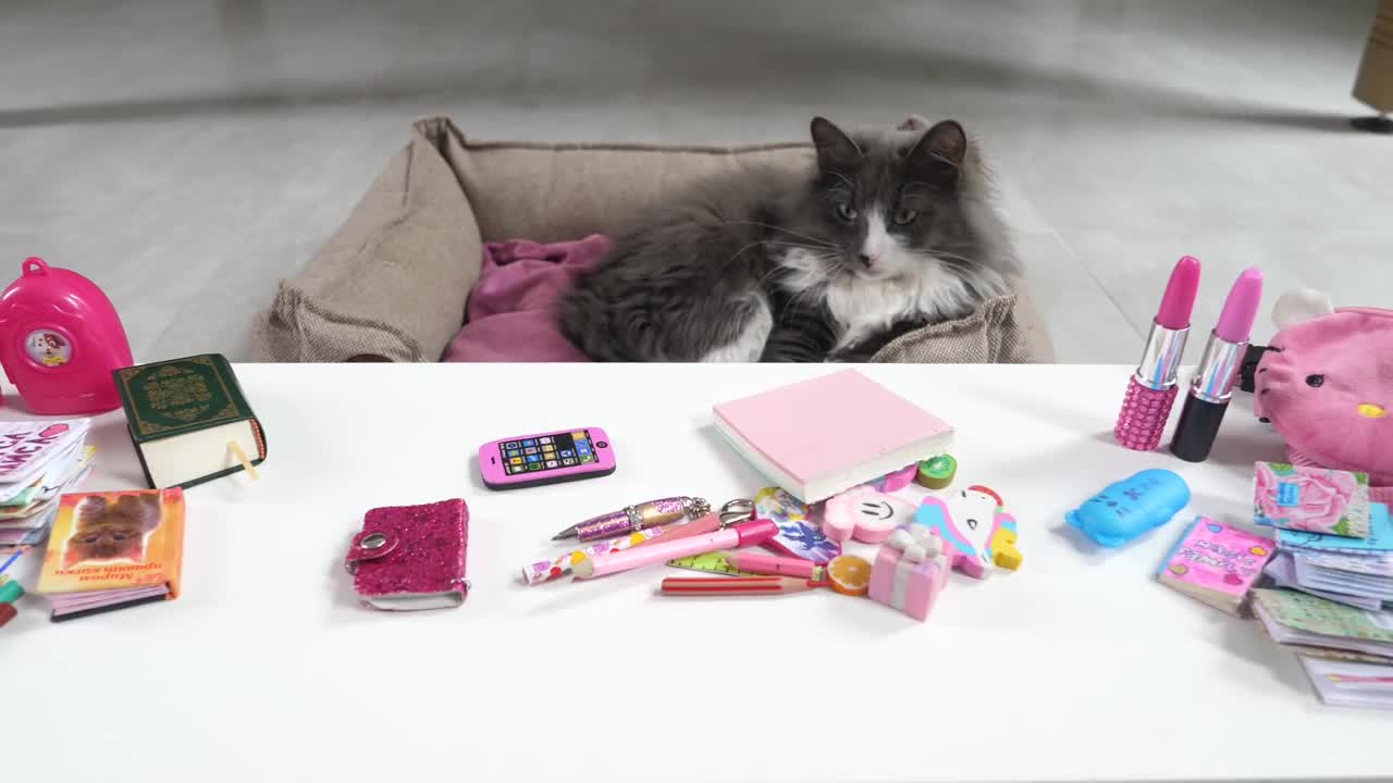 funny moments with animals, with cats, dogs, animals
