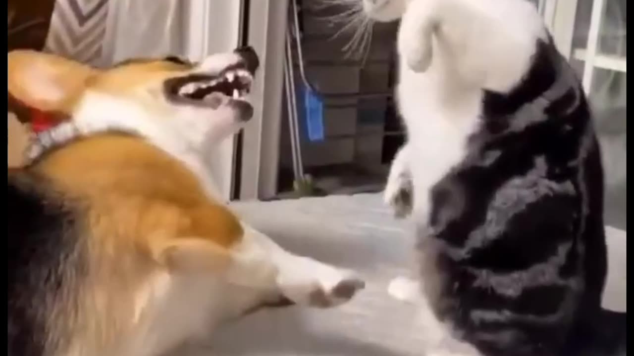 Cute funny cats