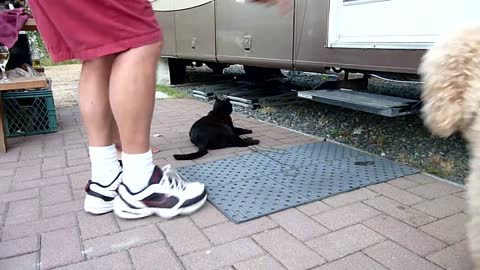 Black cat - Accidentally trained to "lay down and stay!"