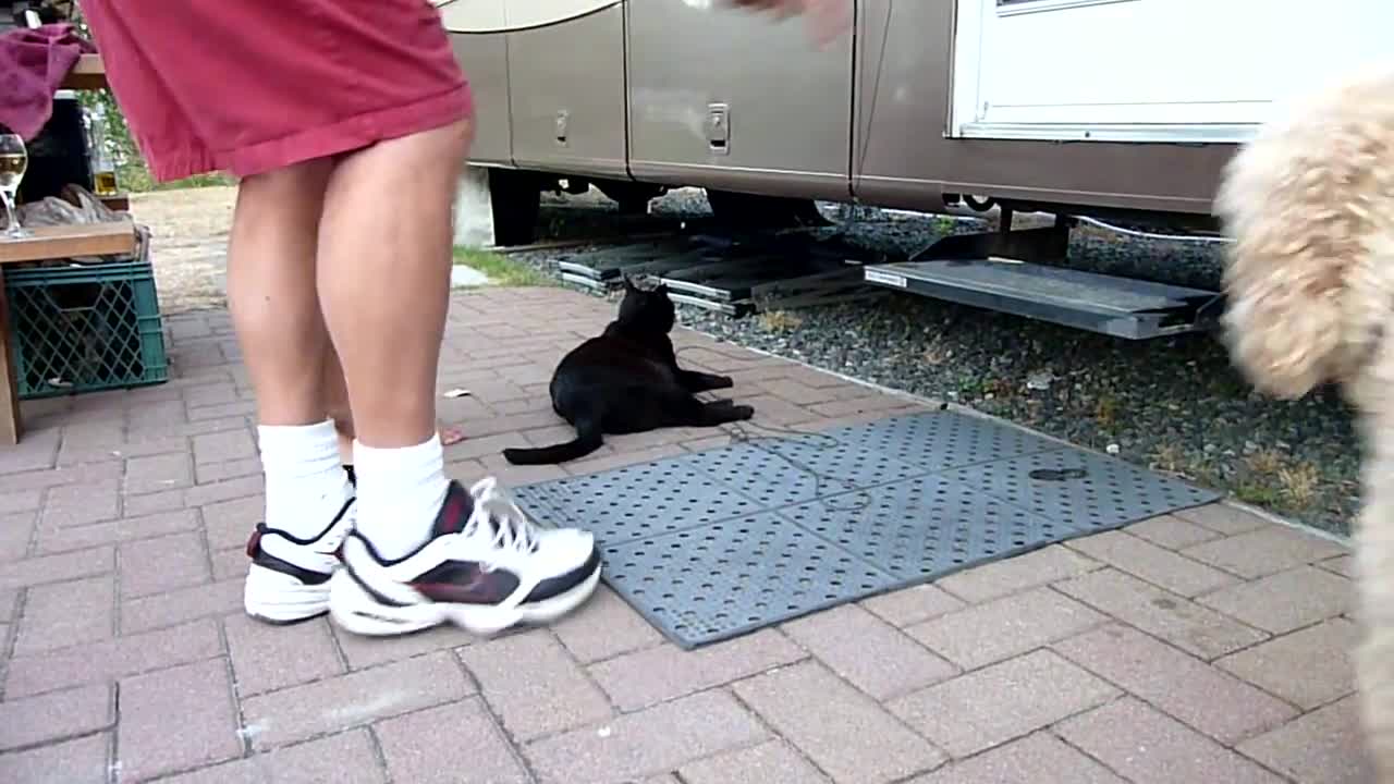 Black cat - Accidentally trained to "lay down and stay!"
