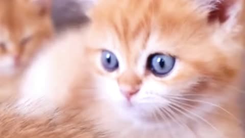 Orange cat it's cute