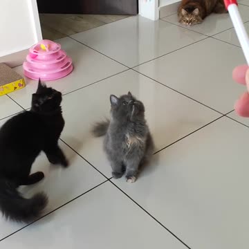 Cats Playing: Proncess & Betty. Angelina is Sneaky