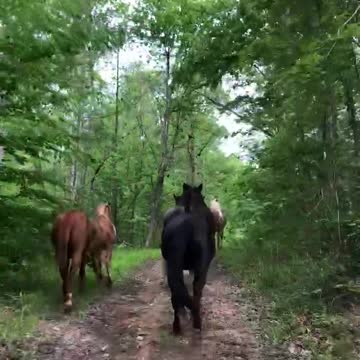 Horses running