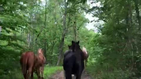 Horses running