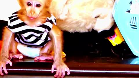 Lovely Smart NewbornBaby Monkeys - Adorable Monkeys #005