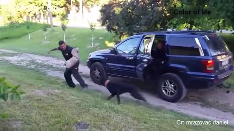 dog protect human children like mother