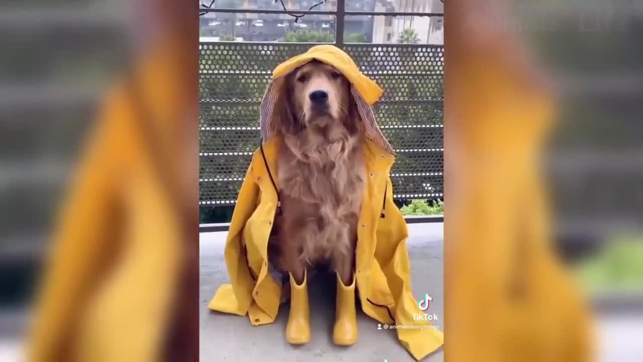 54 Cute Cats 😹 And 🐶 Funny Dog Reactions Try Not To Laugh 😂