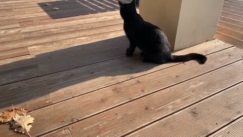 Black cate