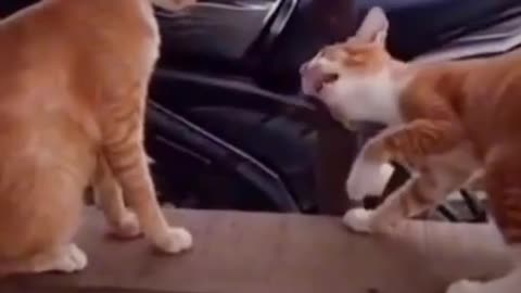 Bastard cat touch wrong part.😎😎 swagg