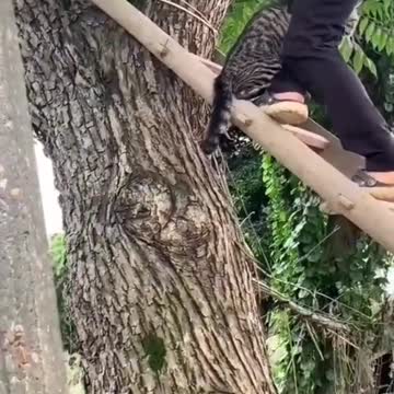 This cat is thinking about something