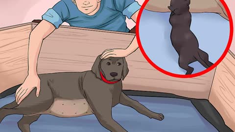 How to take taker of mother dog