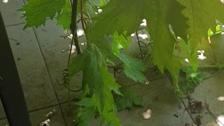 Snake Snagged by Spider's Web