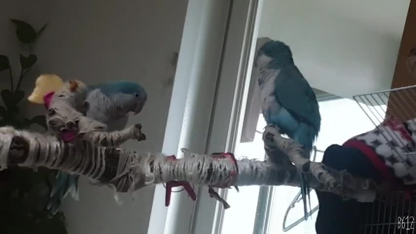 Good-mannered parrots, hello to each other!