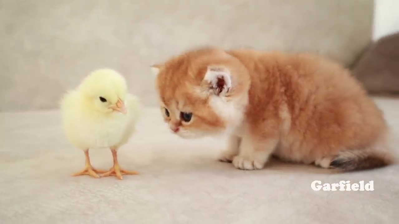 Cute Cats Walking With A Little Chicken