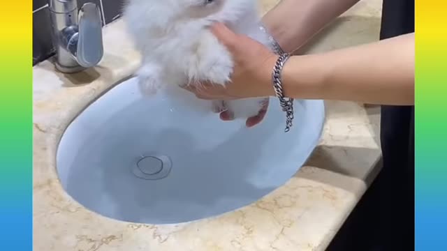 Cute puppy video