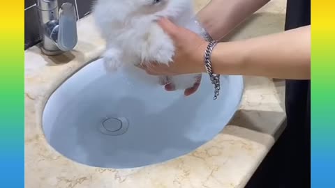 Cute puppy video