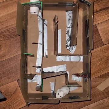 PLAYING GAME WITH RAT