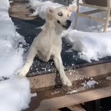Happy White Cute Dog