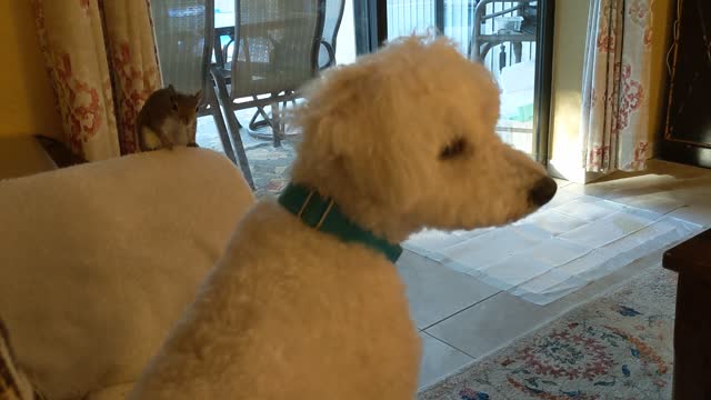 Adorable Relationship Between a Rescue Squirrel and Dog