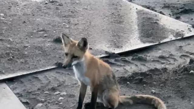 Early morning visitor, looking for a handout. He would never get one from me.