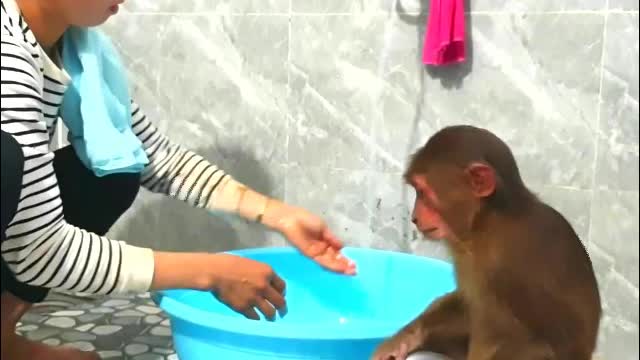 Monkey Abu is very satisfied with.the bathing &relaxes in the.sshower- Monkey Animals 059