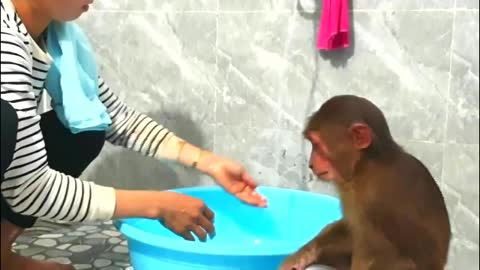 Monkey Abu is very satisfied with.the bathing &relaxes in the.sshower- Monkey Animals 059