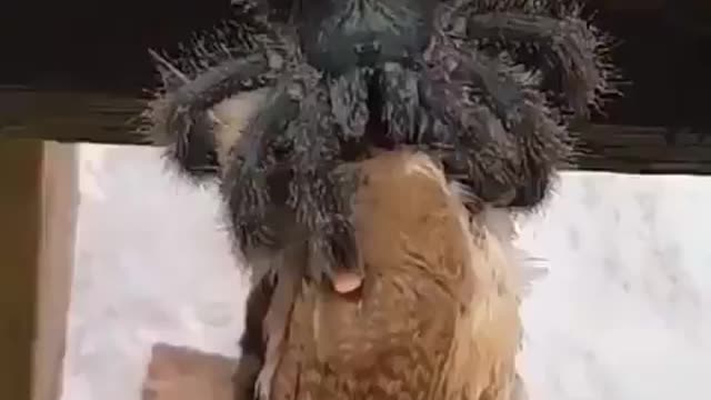 SPIDER EATING A BIRD