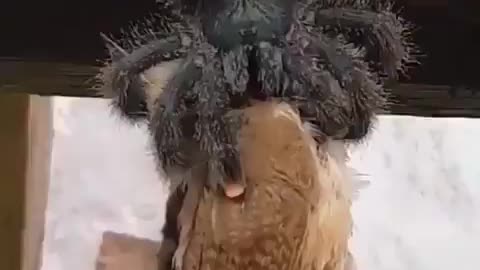 SPIDER EATING A BIRD