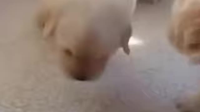 TRY NOT TO LAUGH_ okay let me kiss you__ Funny Videos