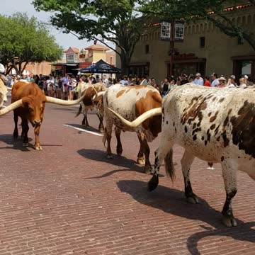 Watching bulls walk by at the stockyards in Texas
