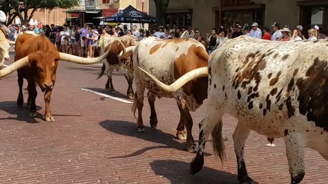 Watching bulls walk by at the stockyards in Texas