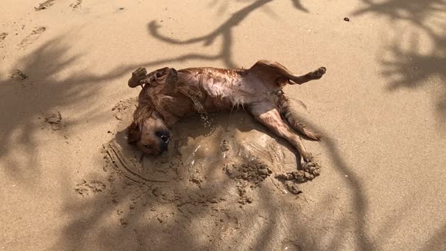 Happy LEO in the beach