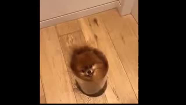 Cute Puppy Dog And Cat's Funny Videos