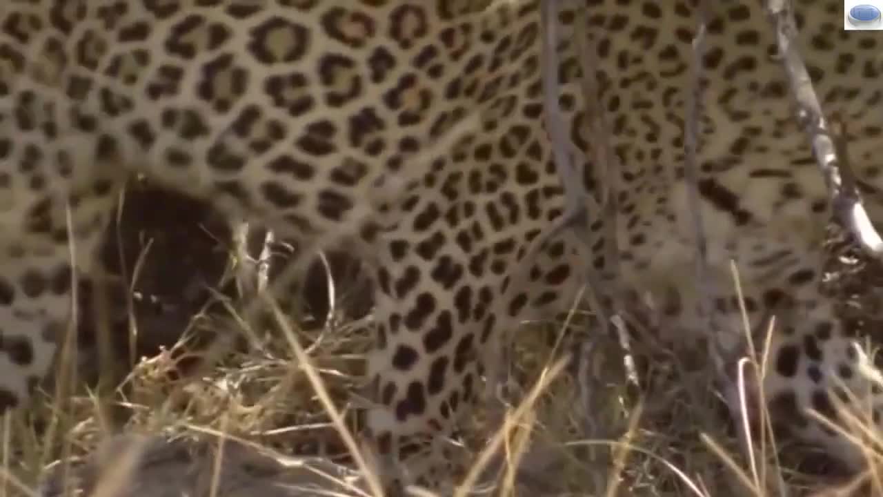 baboons scare away a leopard at full speed