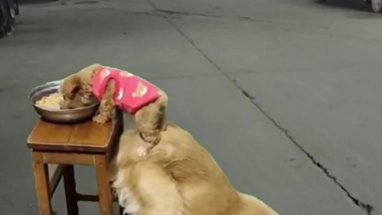 friendship in animal