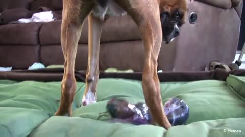 Amazing Birth of dog