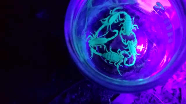 Scorpion fight