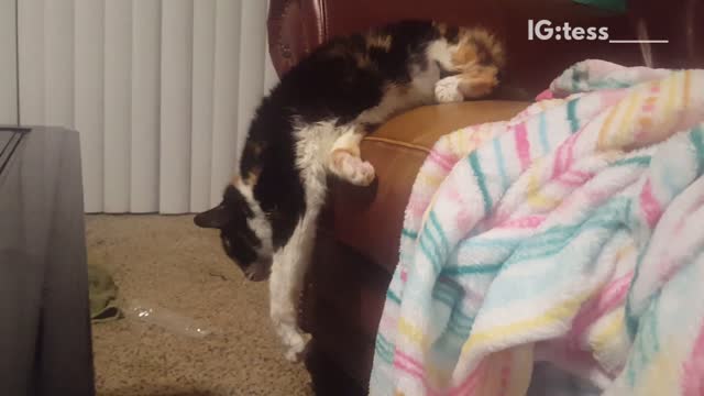 Cat stretching and falls over