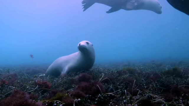 Sea lions water to feed and cool