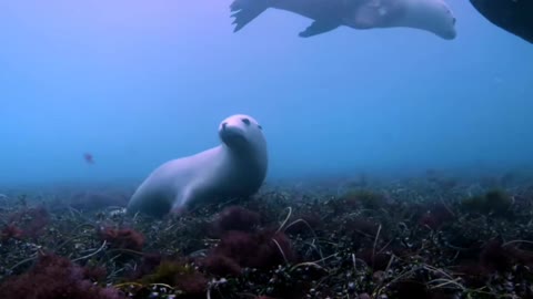 Sea lions water to feed and cool