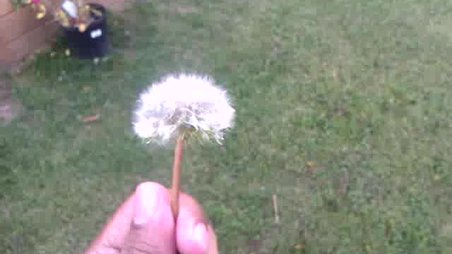 Blowing Dandelion