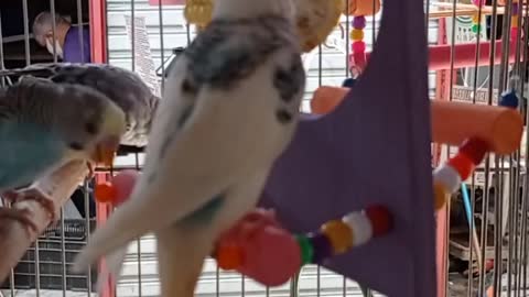 parakeet loves corn