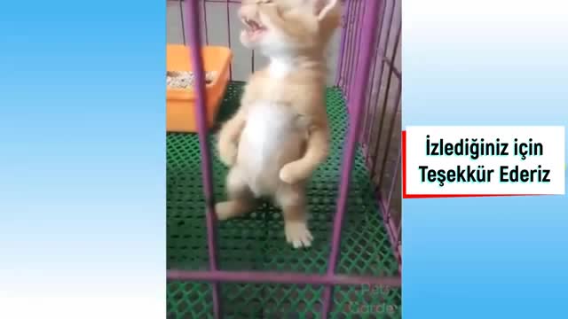 cat birds world funny animals video videos 11