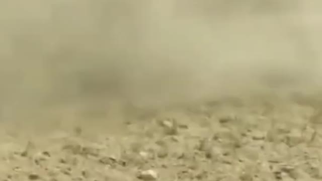 WILD ANIMALS HUNTING PREY COMPILATION RELAX FOR LIFE ​​​#28