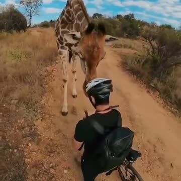 Giraffe stops to sniff man on bike in South Africa h