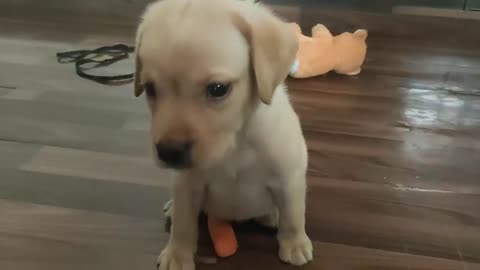 Puppy reacting to dog barking