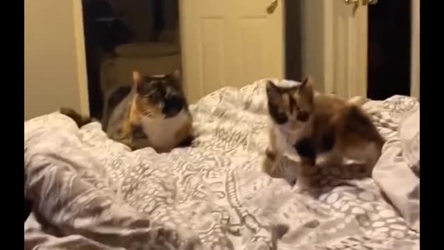 Pets Make Us Laugh= So Hard