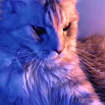 Be handsome by a cat 🐱